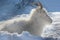 Dall Sheep Ewe Winter Napping