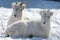 Dall Sheep Laying Down In Field Of Snow