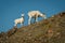 Dall sheep mother with baby in Kluane NP, Yukon, Canada