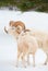 Dall Sheep in natural habitat