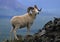 Dall Sheep Ram