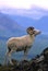 Dall Sheep Ram on Ridge