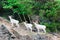 Dall Sheep Ram\'s