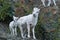 Dall Sheep Ram and Young Female Dall Sheep