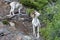 Dall Sheep rams Ovis dalli dalli