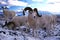 Dall sheep rams in snow (Ovis dalli), Alaska, Denali National Pa