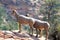 Dall Sheep in Zion National Park