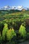 Dallas Divide, Uncompahgre National Forest, Colorado