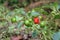 Dalle chilli on plant, Dalle khursani, Akabare Khursani, red cherry pepper chilli organic cultivation in Sikkim Himalaya