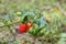 Dalle chilli on plant, Dalle khursani, Akabare Khursani, red cherry pepper chilli organic cultivation in Sikkim Himalaya