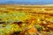 Dallol landscape, Danakil desert, Ethiopia