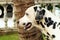 Dalmata breed dog in profile