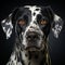 Dalmata dog portrait