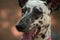 Dalmata dog portrait in a forest