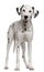 Dalmatian, 18 months old, standing