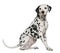 Dalmatian, 4 years old