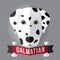 dalmatian