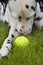 Dalmatian with a ball