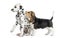 Dalmatian and Beagle puppies playing,