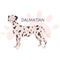 Dalmatian. Beautiful purebred dog. Cute funny domestic pet.