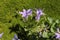 Dalmatian Bellflower - Campanula Portenschlagiana