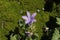 Dalmatian Bellflower - Campanula Portenschlagiana