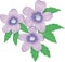 Dalmatian Bellflower Vector Illustration