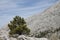 Dalmatian black pine (Pinus nigra subsp. dalmatica)
