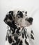 Dalmatian black and white