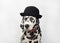 Dalmatian black and white