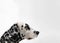 Dalmatian black and white portrait