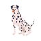Dalmatian breed, cute spotted dog. Happy purebred doggy sitting. Friendly pretty canine animal with bicolor plain coat
