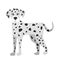 Dalmatian breed dog