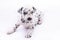 Dalmatian breed puppy dog on white background