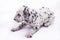 Dalmatian breed puppy dog on white background.