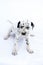 Dalmatian breed puppy dog on white background.