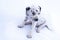 Dalmatian breed puppy dog on white background.