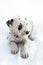 Dalmatian breed puppy dog on white background.