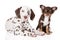 Dalmatian and chihuahua puppies together on white