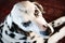 Dalmatian Close-Up