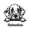 Dalmatian - Color Peeking Dogs - breed face head isolated on white