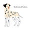 Dalmatian . Cute dog cartoon characters . Flat shape and line stroke design .