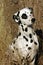 Dalmatian dog