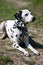 Dalmatian dog