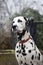 Dalmatian dog