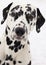 Dalmatian dog