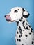 Dalmatian dog