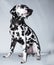 Dalmatian dog