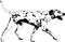 Dalmatian dog