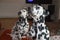 Dalmatian dog